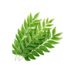 curry leaves